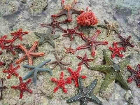 Snorkeling